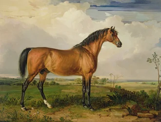 Eagle, un étalon célèbre